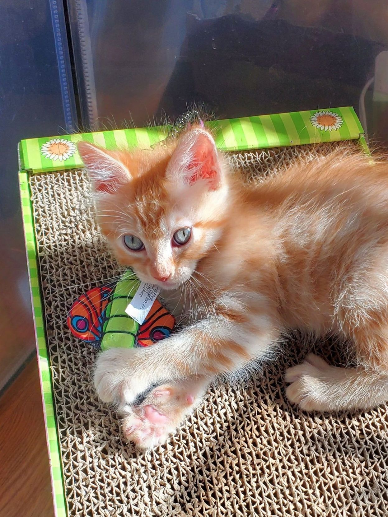 Adopt a Pet | Butterfinger